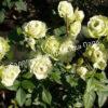Роза Лавли Грин (Lovely Green) 8
