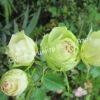 Роза Лавли Грин (Lovely Green) 6