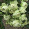 Роза Лавли Грин (Lovely Green) 9