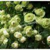 Роза Лавли Грин (Lovely Green) 10