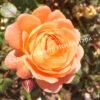 Роза Леди Эмма Гамильтон (Lady Emma Hamilton) 8