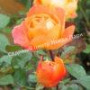 Роза Леди Эмма Гамильтон (Lady Emma Hamilton) 9