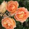 Роза Леди оф Шалот (Lady of Shalott) 7