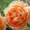 Роза Леди оф Шалот (Lady of Shalott) 5