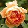 Роза Леди оф Шалот (Lady of Shalott) 8