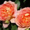 Роза Леди оф Шалот (Lady of Shalott) 9