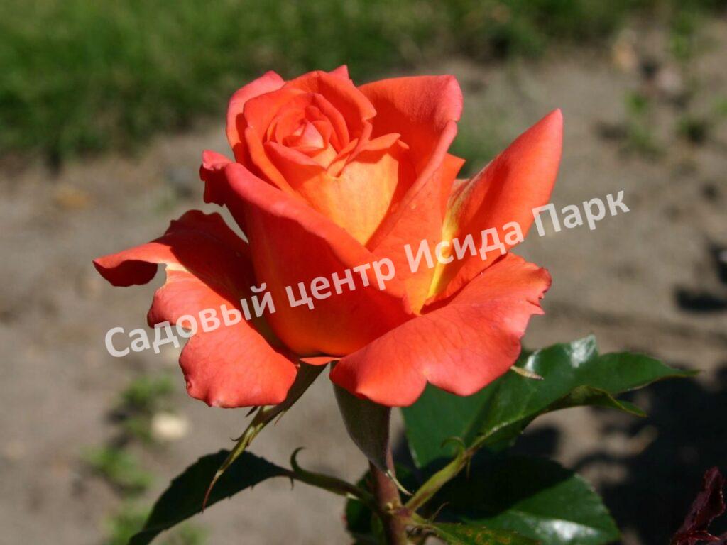 Роза Моника (Monica)