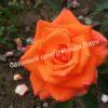 Роза Моника (Monica) 9