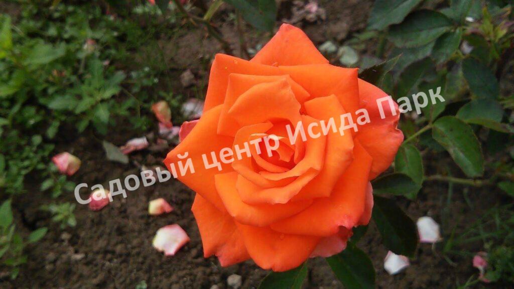 Роза Моника (Monica)