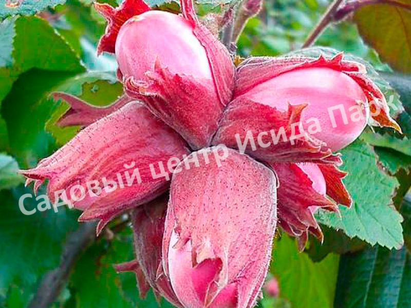 Фундук Московский рубин (The Moscow Ruby) Фундук Московский рубин (The Moscow Ruby)