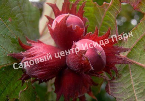 Фундук Московский рубин (The Moscow Ruby) Фундук Московский рубин (The Moscow Ruby)