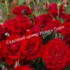 Роза Нина Вейбул (Nina Weibull) 6