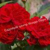 Роза Нина Вейбул (Nina Weibull) 10