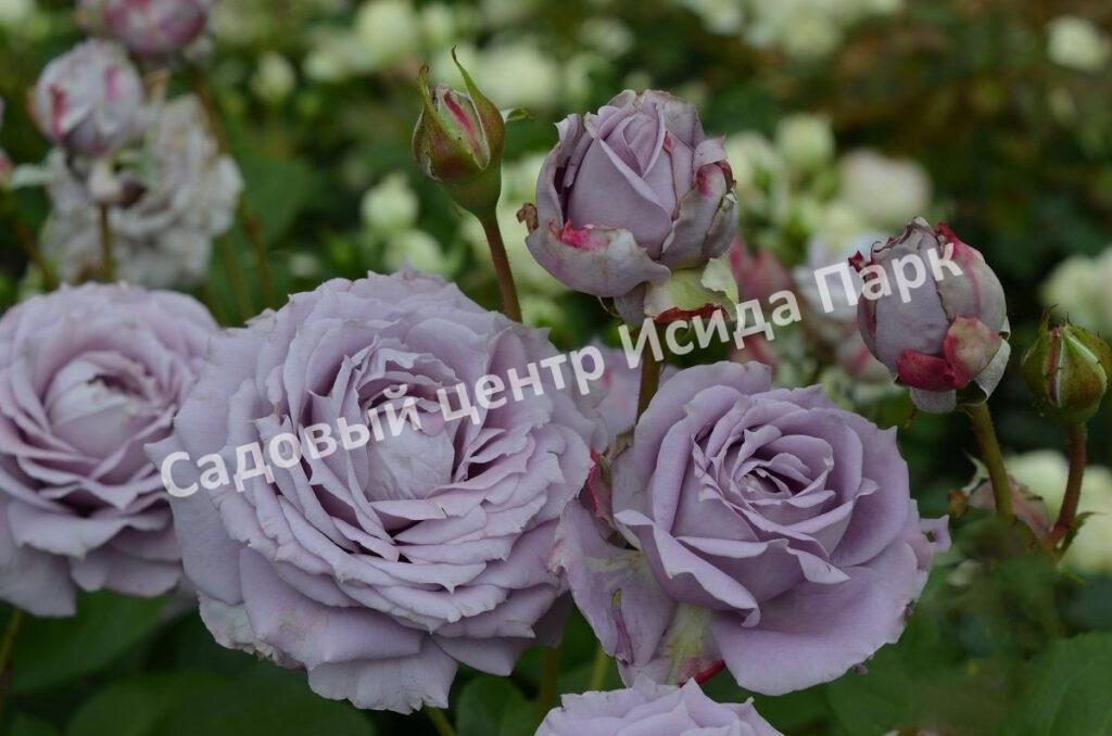 Роза Новалис (Novalis)