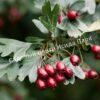 Боярышник Обыкновенный колючий, сглаженный (Crataegus laevigata) 10