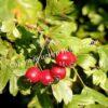 Боярышник Обыкновенный колючий, сглаженный (Crataegus laevigata) 11