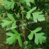 Боярышник Однопестичный (Crataegus monogyna) 4