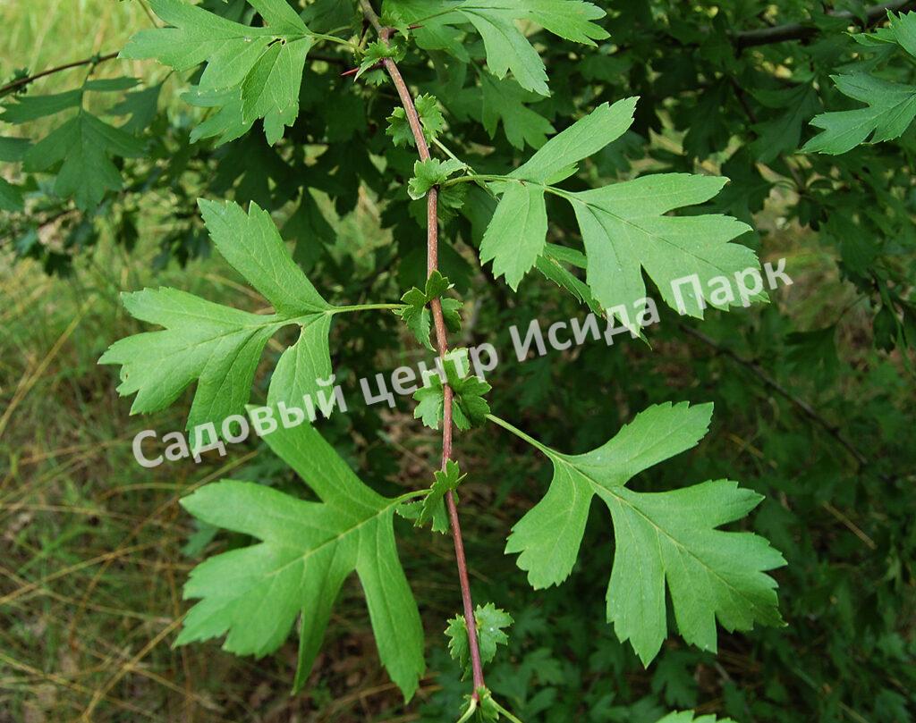 Боярышник Однопестичный (Crataegus monogyna)