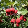 Боярышник Однопестичный (Crataegus monogyna) 3