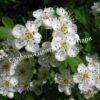 Боярышник Однопестичный (Crataegus monogyna) 5