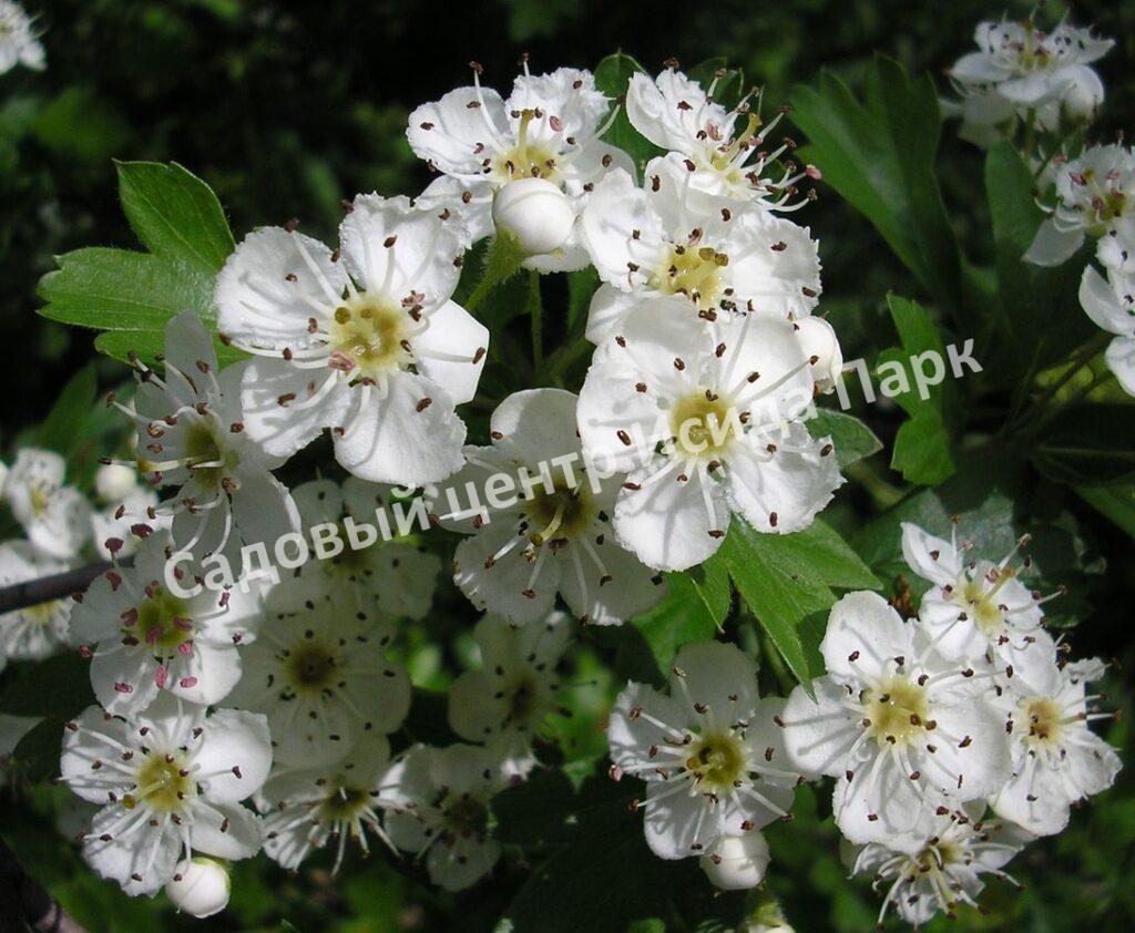 Боярышник Однопестичный (Crataegus monogyna)