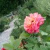 Роза Алоха (Aloha) 20