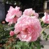 Роза Сезар, Цезарь (Cesar, MEIsardan, Romantic Occasion) 17