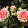 Роза Сезар, Цезарь (Cesar, MEIsardan, Romantic Occasion) 15