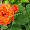 Роза Оранж Беби (Orange Babyflor) 7