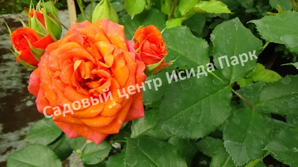 Роза Оранж Беби (Orange Babyflor)