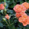Роза Оранж Беби (Orange Babyflor) 5
