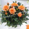 Роза Оранж Беби (Orange Babyflor) 6