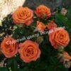 Роза Оранж Беби (Orange Babyflor) 8