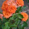 Роза Оранж Беби (Orange Babyflor) 9