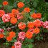 Роза Оранж Беби (Orange Babyflor) 10
