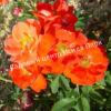 Роза Оранж Сенсейшен, Оранж Сенсейшн (Orange Sensation) 6
