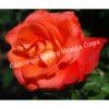 Роза Оранж Сенсейшен, Оранж Сенсейшн (Orange Sensation) 8