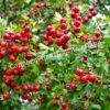 Боярышник Однопестичный (Crataegus monogyna) 10
