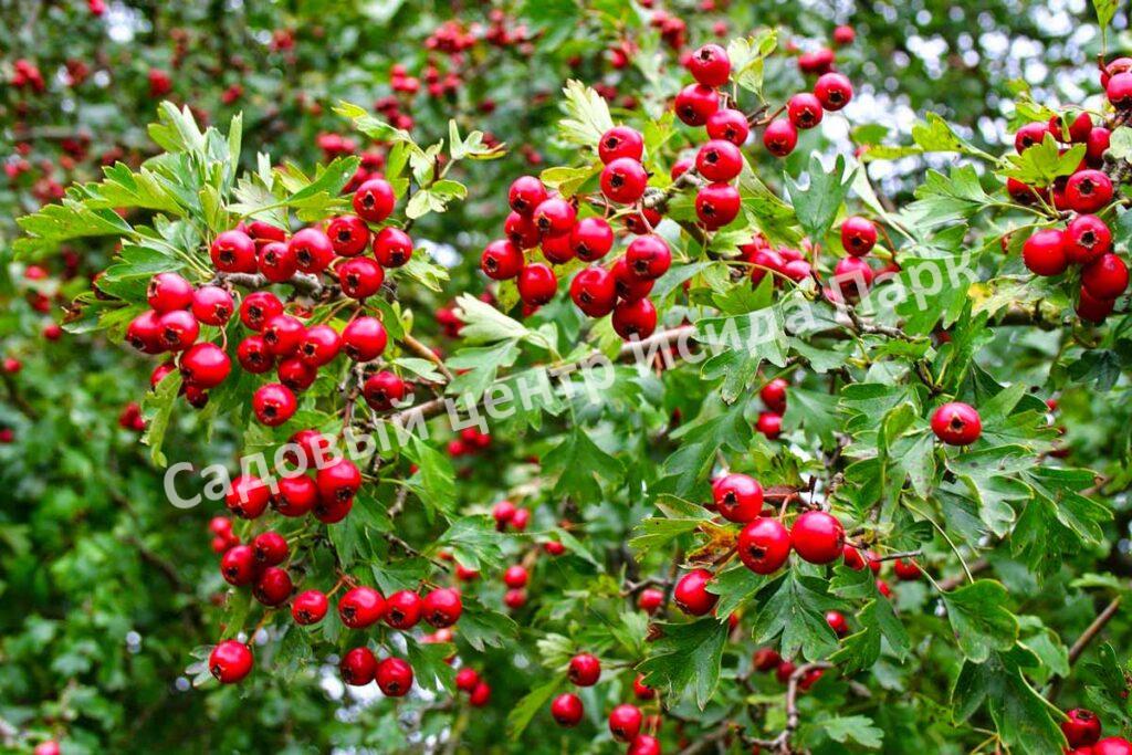 Боярышник Однопестичный (Crataegus monogyna)