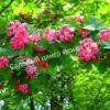 Боярышник Однопестичный (Crataegus monogyna) 11