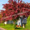 Боярышник Однопестичный (Crataegus monogyna) 13