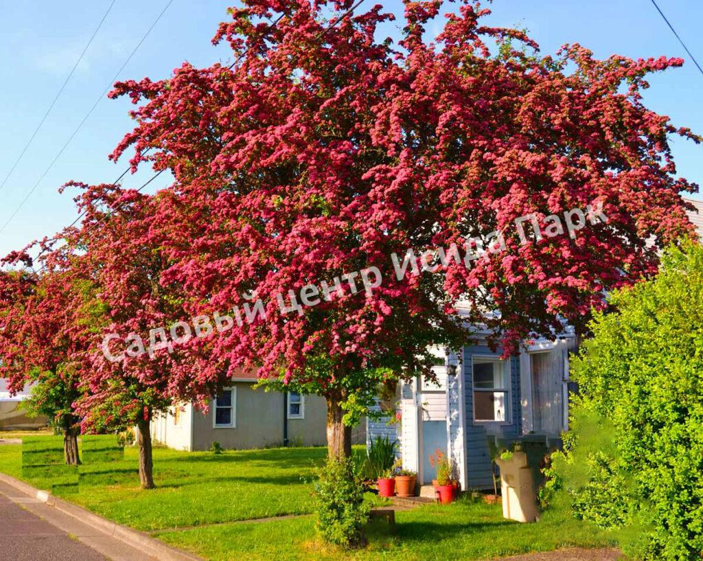 Боярышник Однопестичный (Crataegus monogyna)
