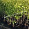 Боярышник Однопестичный (Crataegus monogyna) 15