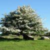 Боярышник Однопестичный (Crataegus monogyna) 6