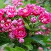 Боярышник Однопестичный (Crataegus monogyna) 7