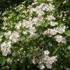 Боярышник Однопестичный (Crataegus monogyna) 8