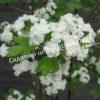Боярышник Однопестичный (Crataegus monogyna) 9