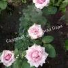 Роза Пинк Диадем (Pink Diadem) 6