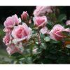 Роза Пинк Диадем (Pink Diadem) 7