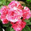 Роза Пинк Флеш (Pink Flash) 7